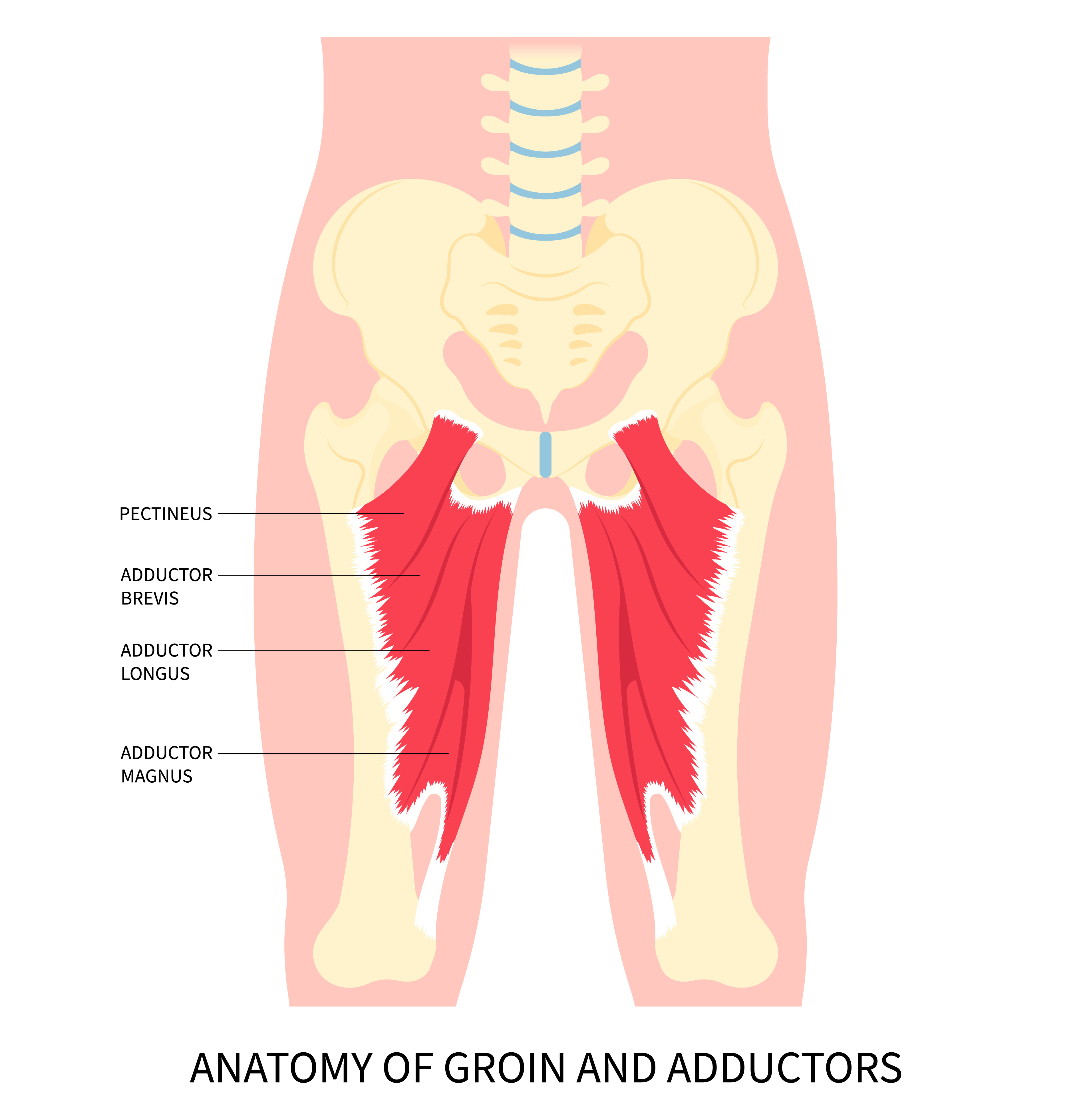 Anatomía de los músculos aductores de la pierna